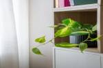 Logement pour curiste à Dax photo 14 adv08094321